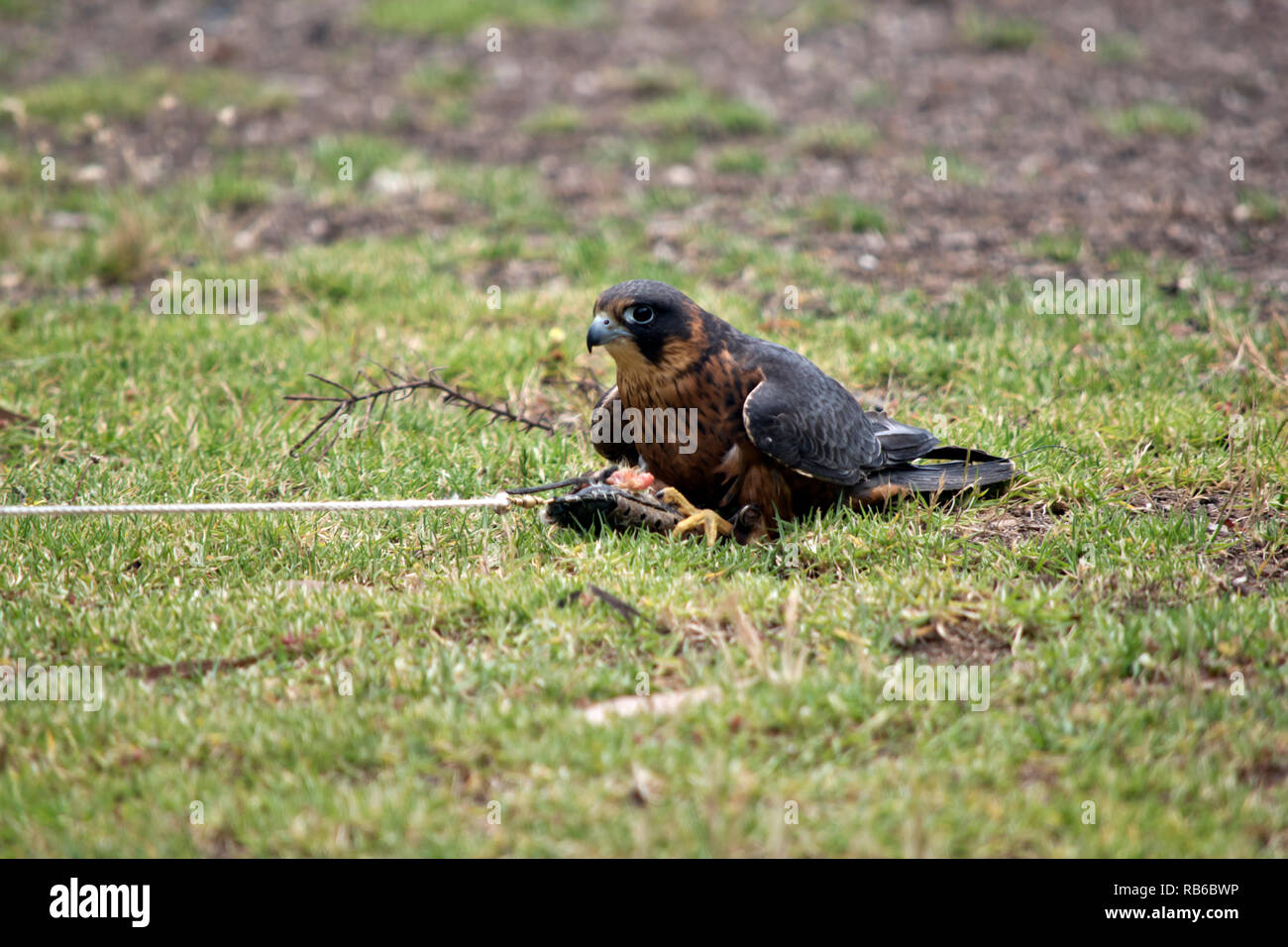 Die Australische hobby Falcon hat gerade eine Lore gefangen mit einem Essen behandeln Stockfoto