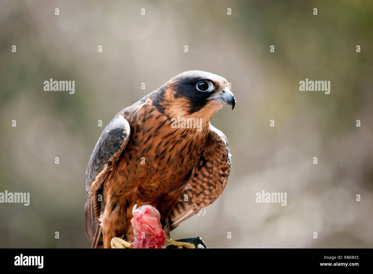 Dies ist eine Nahaufnahme von einem Australischen Hobby Falcon Stockfoto