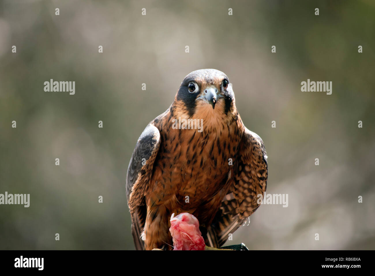 Die Australische hobby Falcon ist essen Huhn Stockfoto