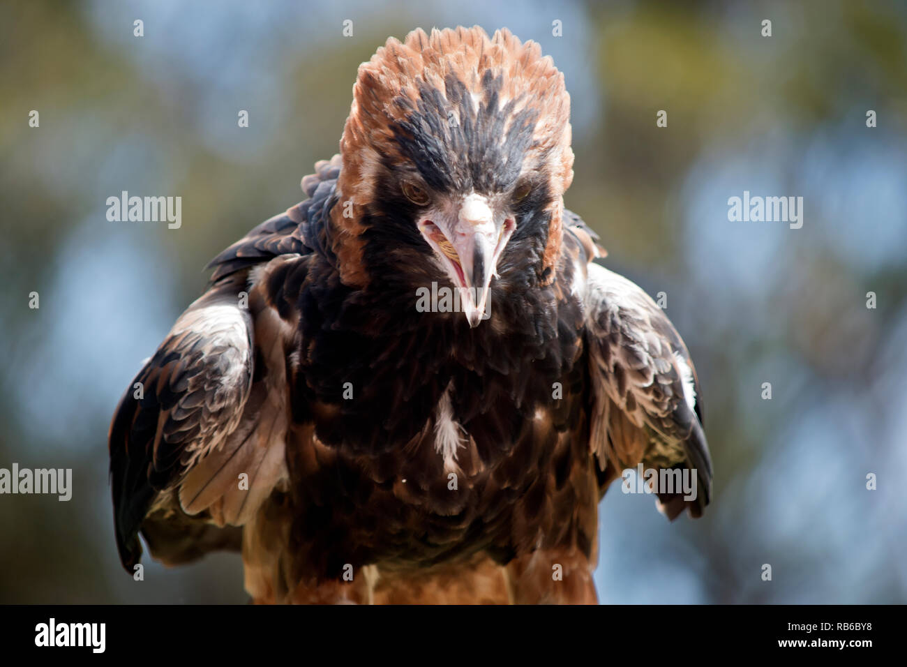 Dies ist eine Nahaufnahme von einem schwarzen breasted Bussard Stockfoto