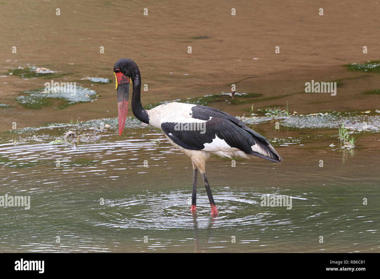 Sattel – abgerechnet Stork (Nahrung Senegalensis) Stockfoto