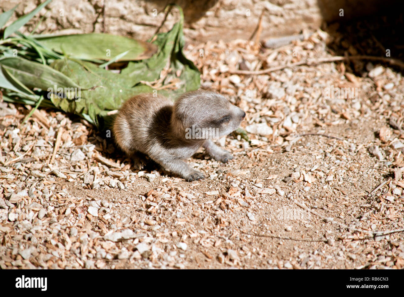 Die erdmännchen Baby ist nur einen Tag alt Stockfoto