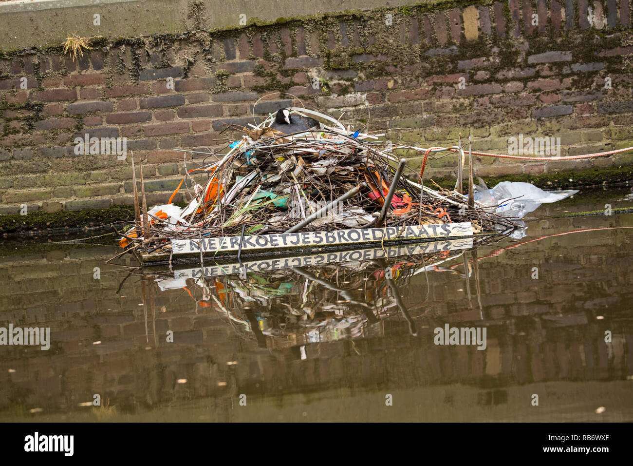 Eurasischen Blässhuhn (Fulica atra), auch bekannt als Blässhuhn, paar Schachteln im Canal genannt Oudezijds Achterburgwal, Amsterdam, Niederlande. Stockfoto