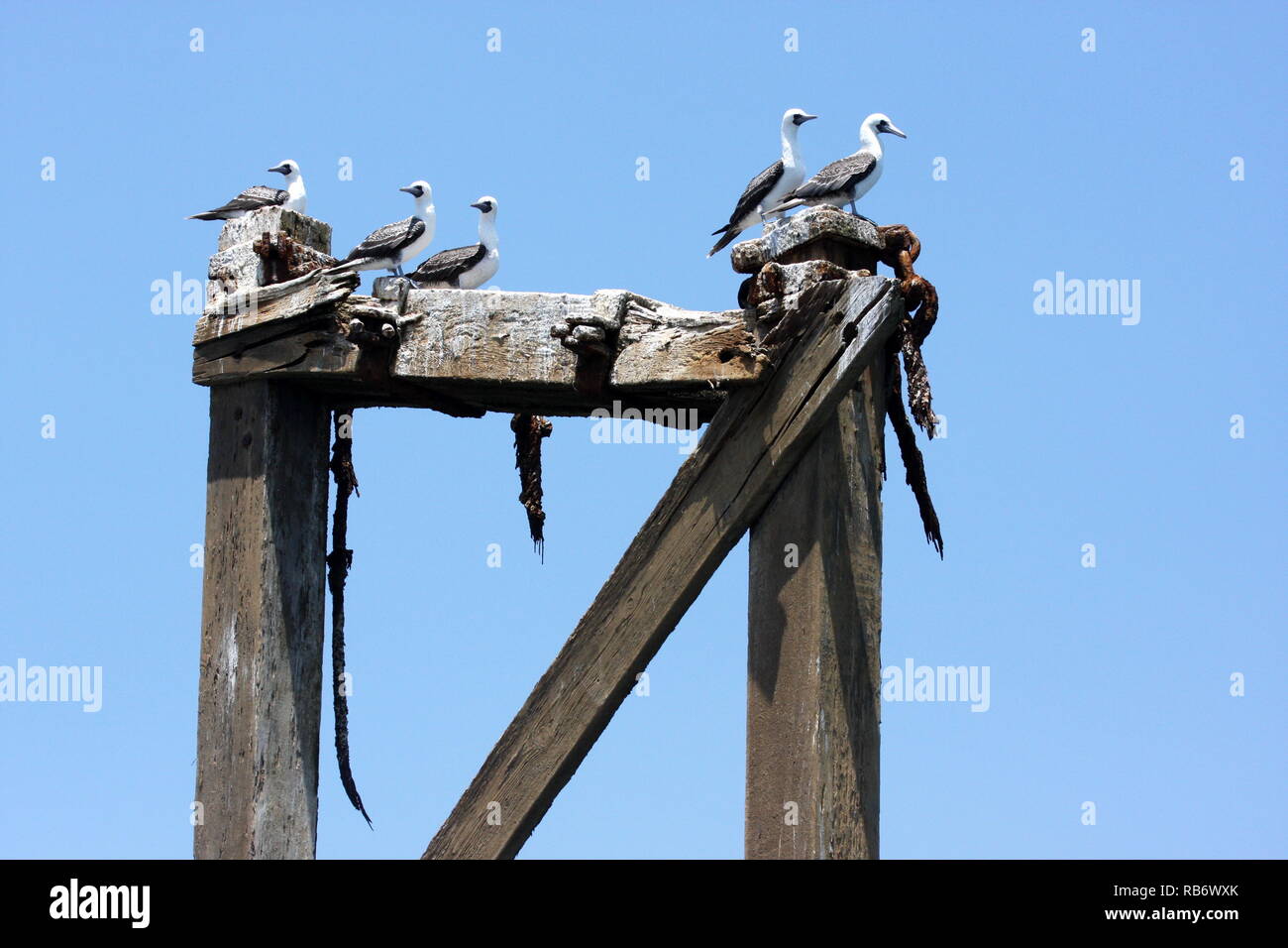 Peruanische Tölpel in Paracas National Reserve ruht, Peru Stockfoto