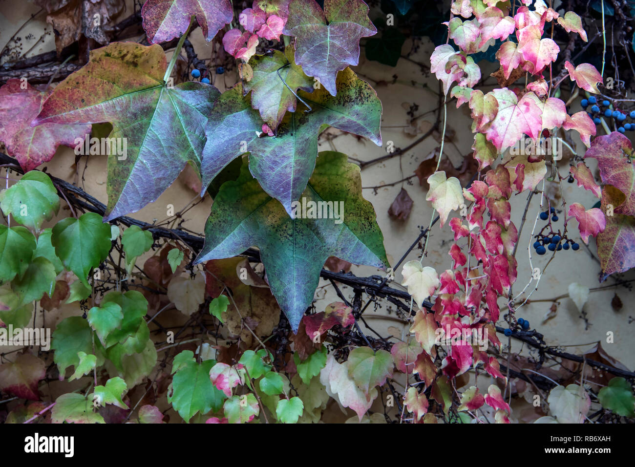 Zagreb, Kroatien - Gemeinsame Efeu (Hedera helix) mit reifen im Herbst Beeren über die Mauer Seite wachsende Stockfoto