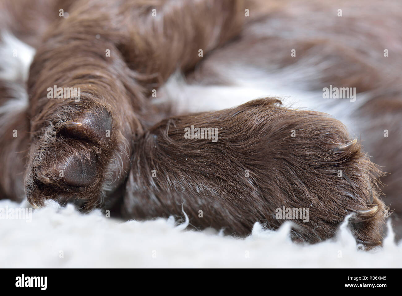 Sprocker Spaniel Welpen in der Nähe von Fotos Stockfoto