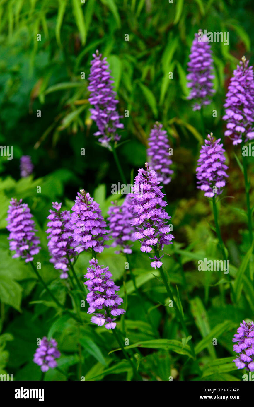 Dactylorhiza, terrestrischen Orchidee, Lila Blume, Blumen, Blüten, Pflanzen, Stauden, Marsh Orchideen, Garten, RM Floral Stockfoto