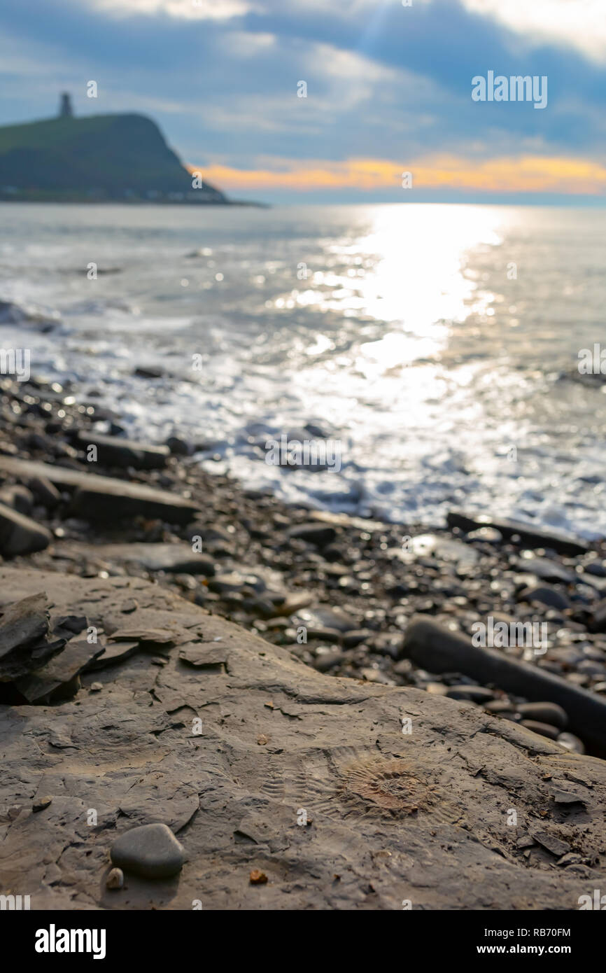 Kreative portrait Foto bei der ammoniter Körper fossilen mit Strand, Meer und Clavell Turm im Hintergrund mit schweren Bokeh konzentriert. Bei Kimmeridge genommen b Stockfoto