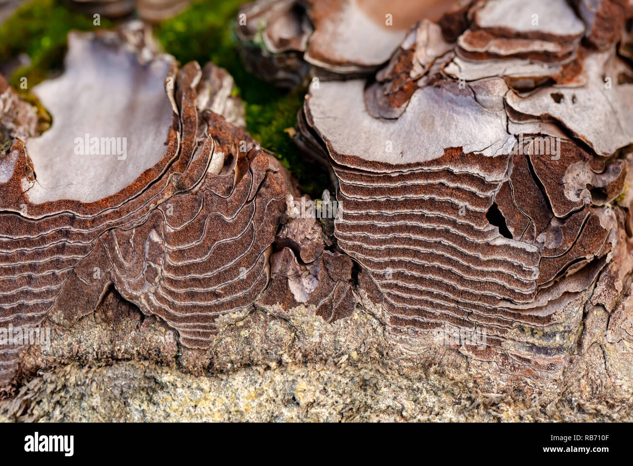 Farbe Makro Foto eines frisch Reifen schneiden Pinien Querschnitt der Rinde Schichten. Stockfoto