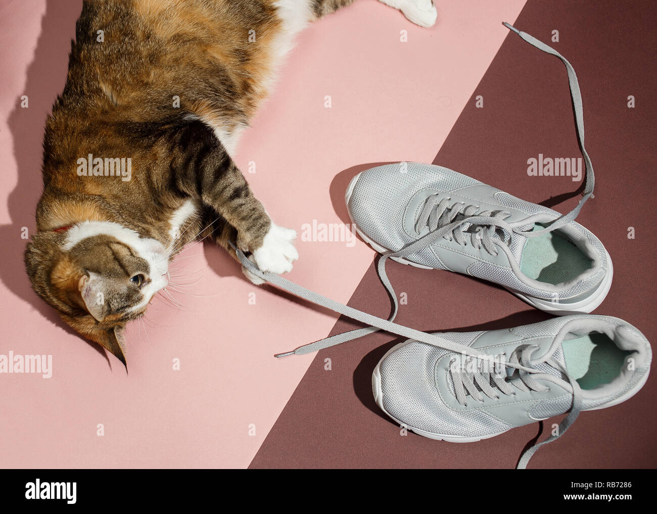 Hübsche rothaarige Katze spielt mit Schnürsenkel Sneakers auf Pink und Braun. Ansicht von oben, flach. Stockfoto