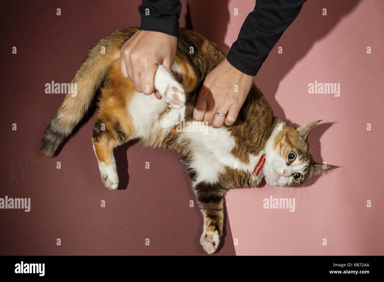 Ziemlich Fett rothaarige Katze liegend auf Pink und Braun. Ansicht von oben, flach. Stockfoto