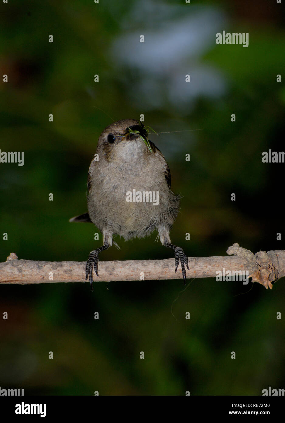 Emale sunbird jagen Insekten für ihre Küken Stockfoto