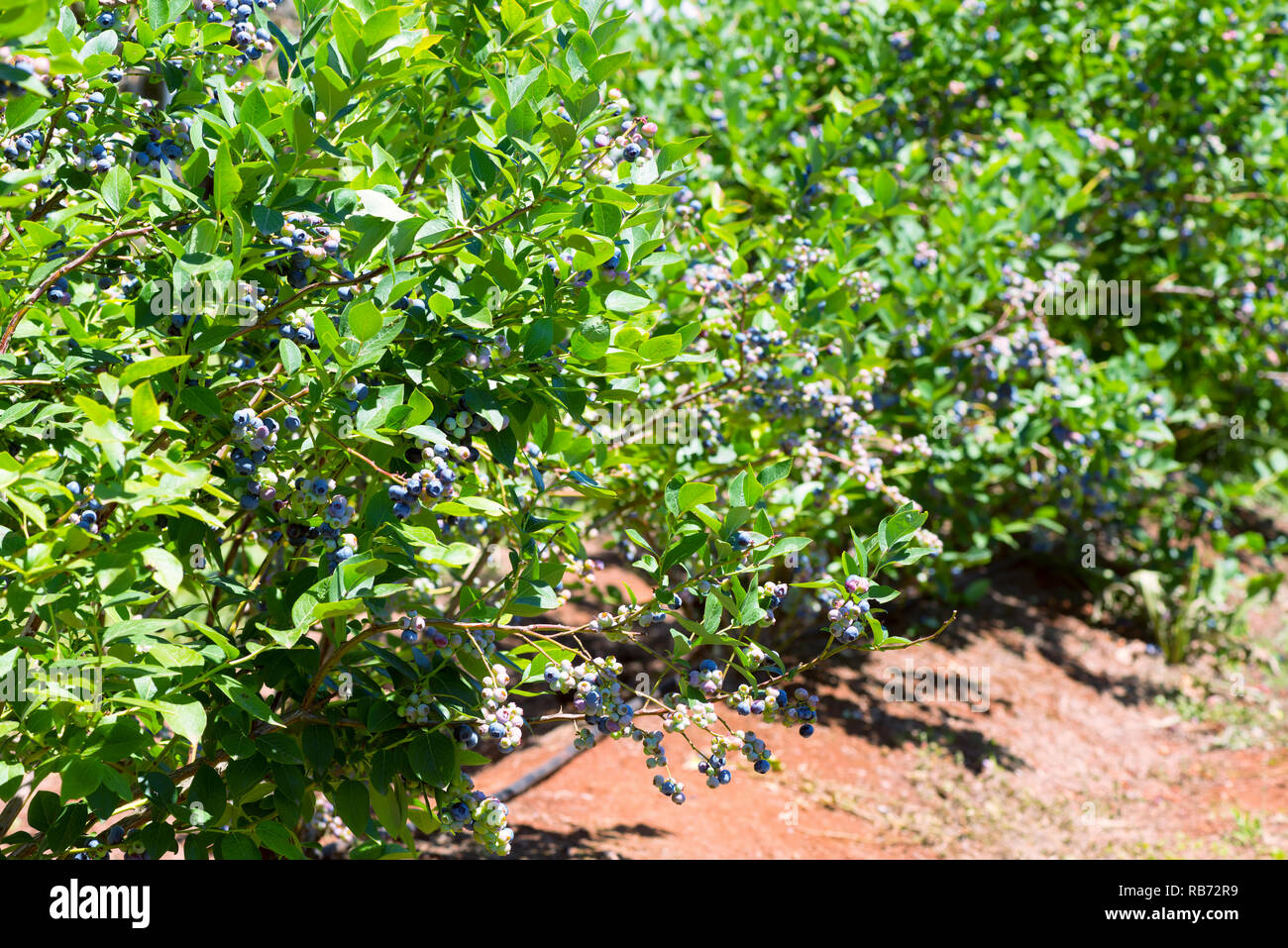 Ein Foto von grössenmass mit Beeren. Stockfoto