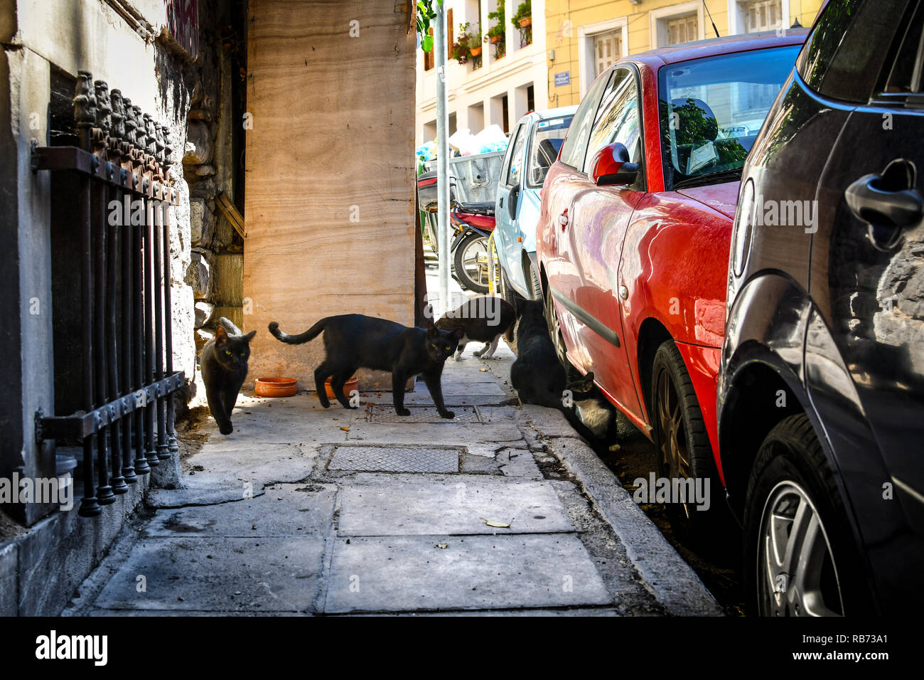 Eine Gruppe von streunenden Katzen schauen für Lebensmittel auf einem Bürgersteig im Plaka Viertel von Athen, Griechenland. Stockfoto