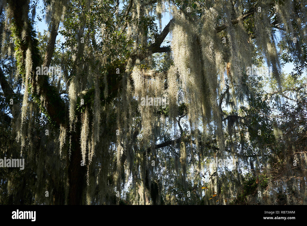Moosige Eiche im City Park, New Orleans, Louisiana. Stockfoto