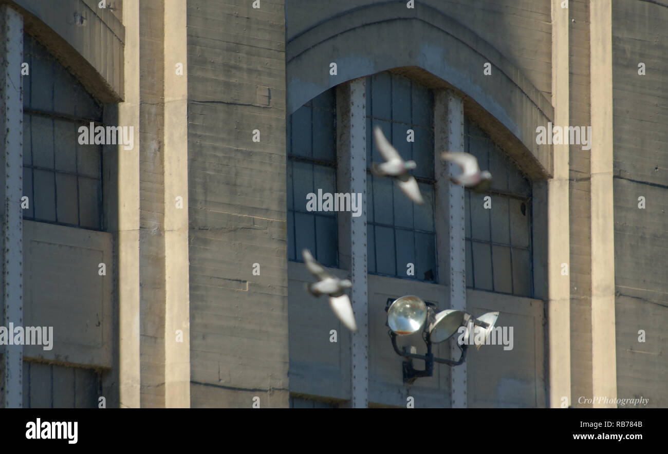 Betonbau mit unscharf Tauben im Vordergrund Stockfoto