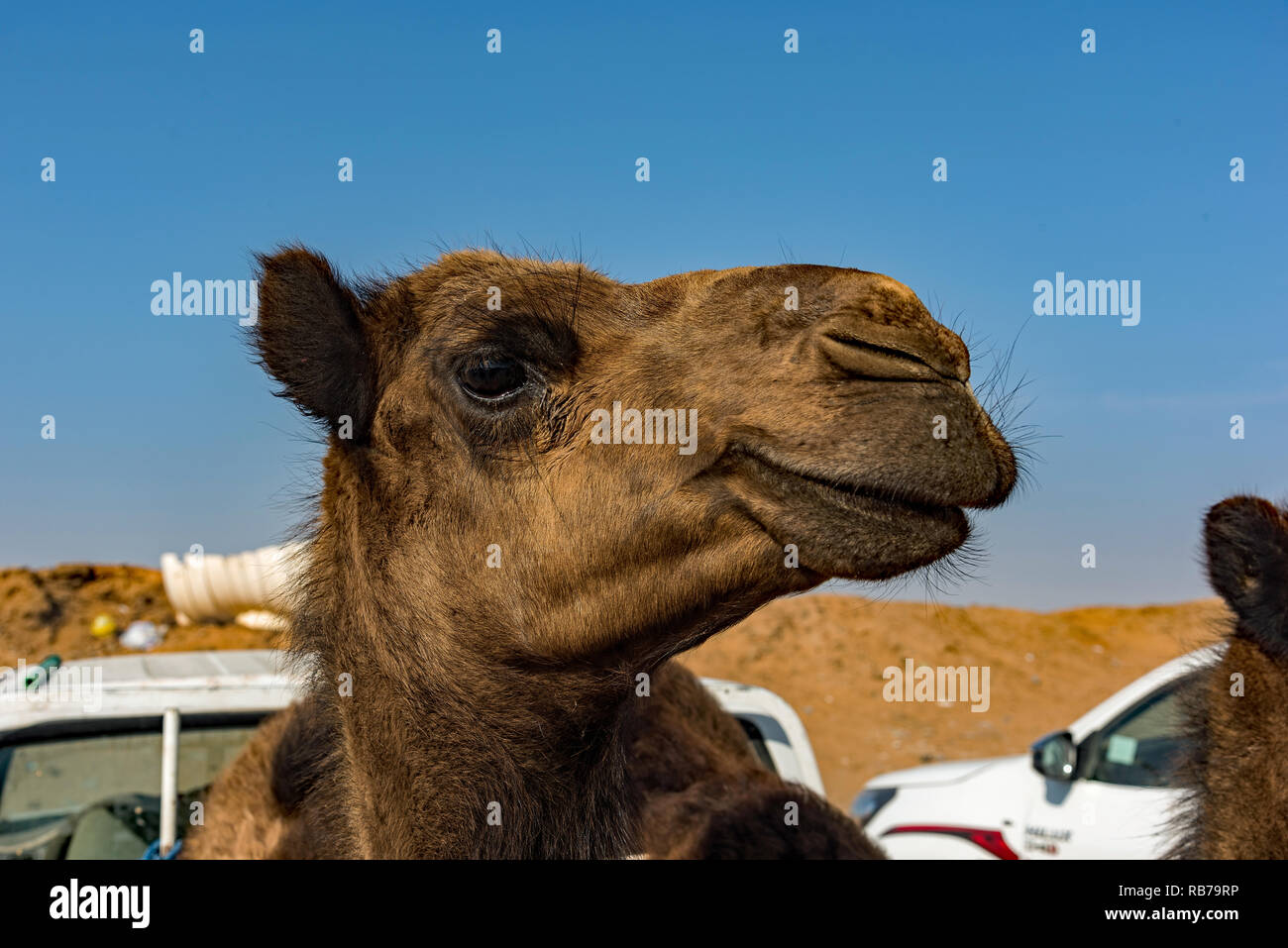 Kamele für Verkauf in Saudi-Arabien. Stockfoto