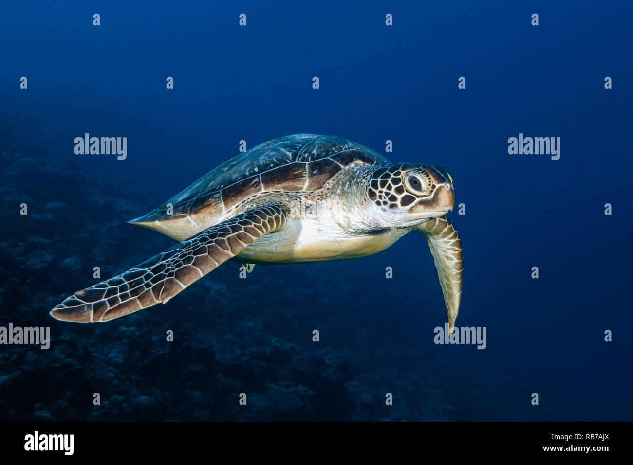 Grüne Meeresschildkröte, Chelonia mydas, Indischer Ozean, Malediven Stockfoto