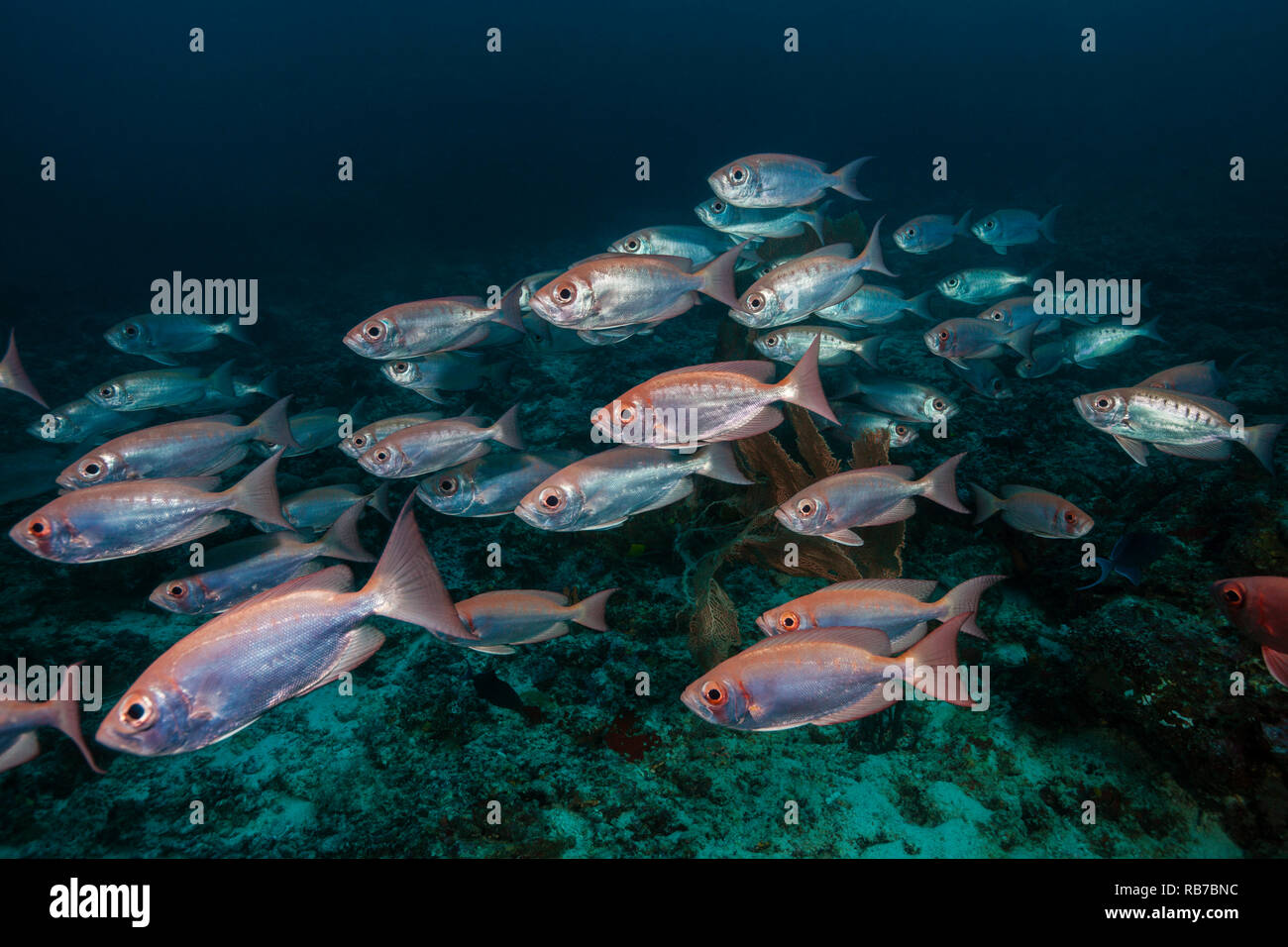 Schwarm von Crescent-tail Großaugenthun, Priacanthus hamrur, Indischer Ozean, Malediven Stockfoto