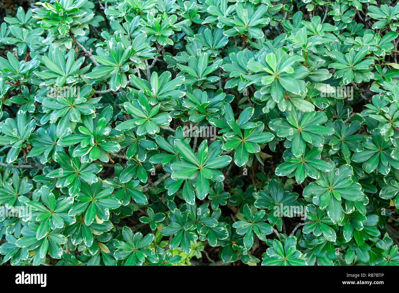 Bunte Japanische mock orange (Pittosporum Tobira Variegatum) - Pembroke Pines, Florida, USA Stockfoto