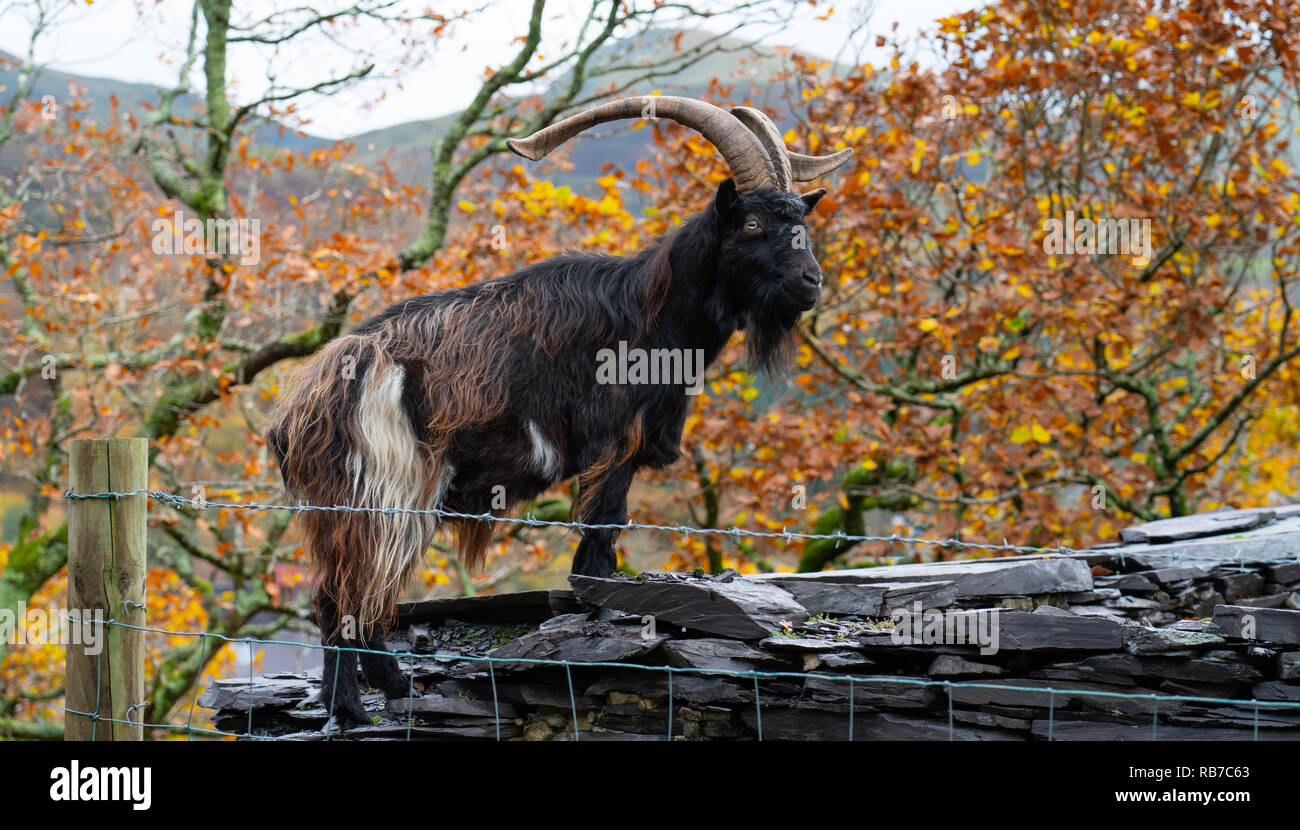 Eine der wilden Ziegen, die frei sind um dinorwig Wälder zu durchstreifen, (Coed Dinorwig), Llanberis, Gwynedd. Bild im November 2018 getroffen. Stockfoto