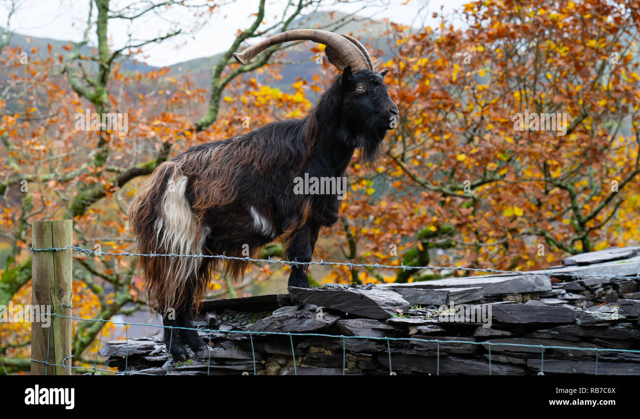 Eine der wilden Ziegen, die frei sind um dinorwig Wälder zu durchstreifen, (Coed Dinorwig), Llanberis, Gwynedd. Bild im November 2018 getroffen. Stockfoto
