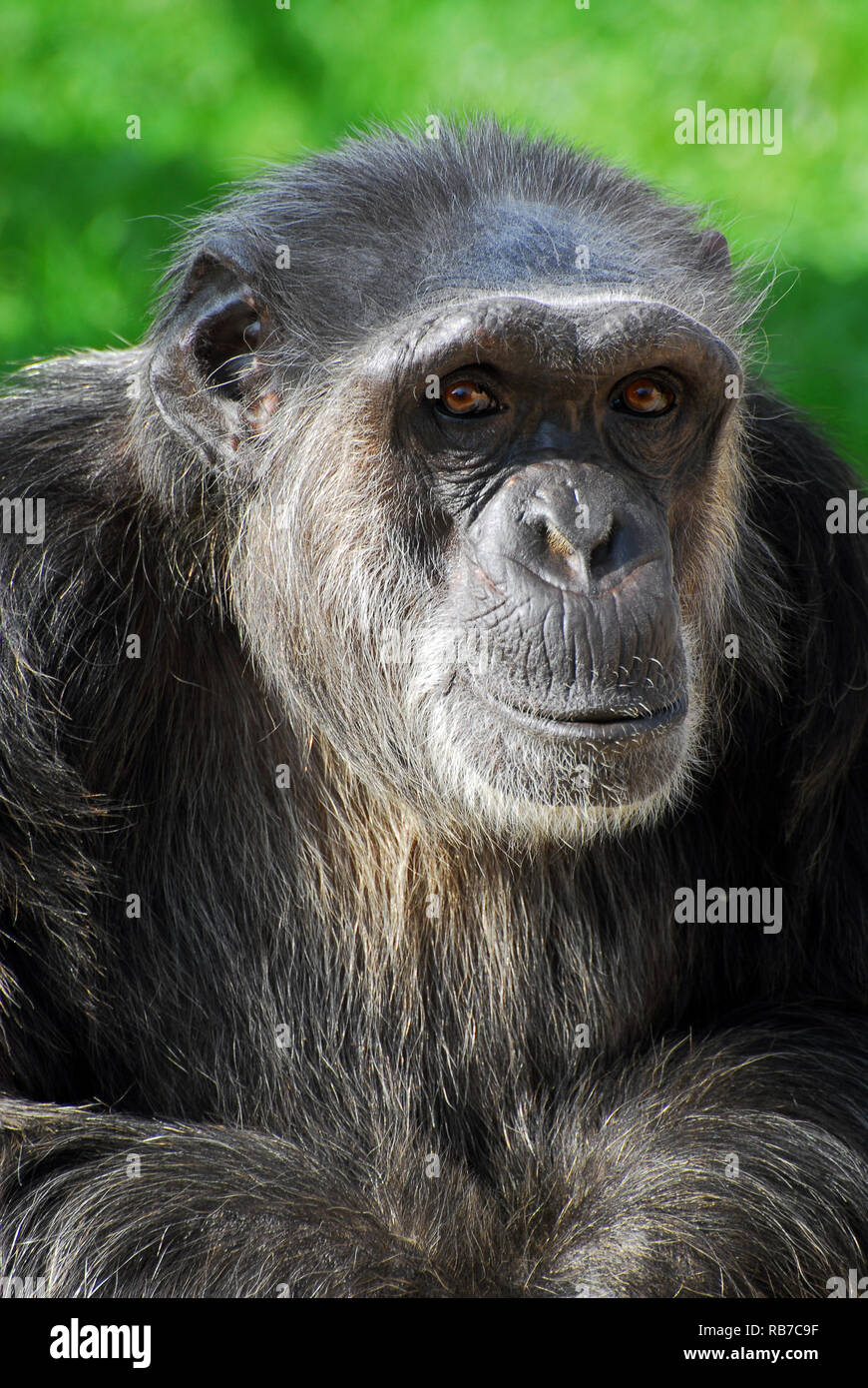 Schimpanse, Schimpansen, Chimpanzé commun, Pan troglodytes, csimpánz Stockfoto
