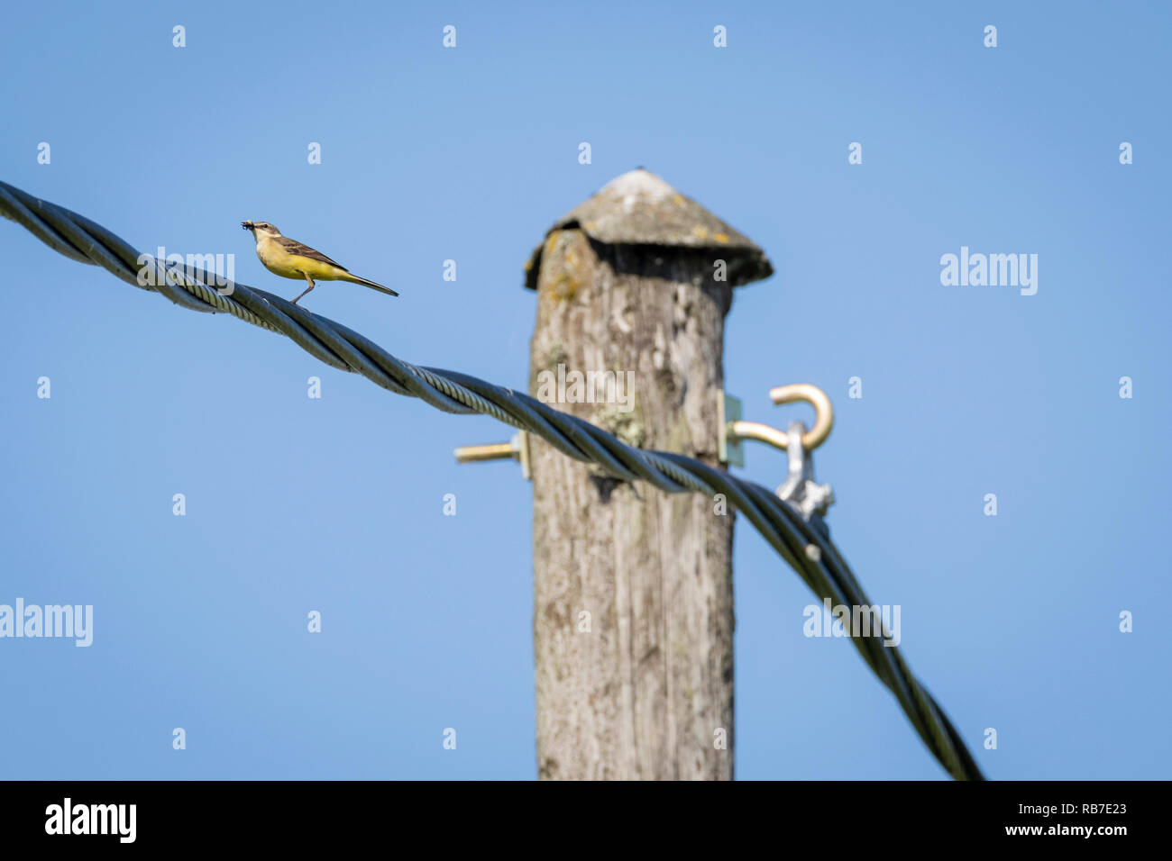 Western Schafstelze (Motacilla flava) mit Nahrung in Ihrer Rechnung stehen auf einem Kabel. Lettland. Stockfoto