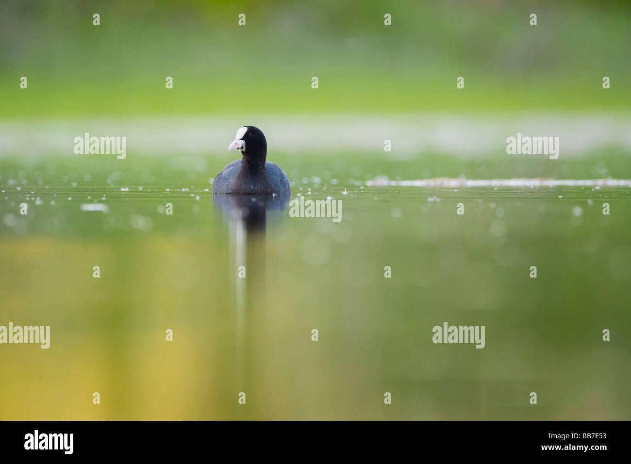 Blässhuhn (Fulica atra) auf Wasser im Abendlicht. Lubana Wetland Complex. Lettland. Stockfoto