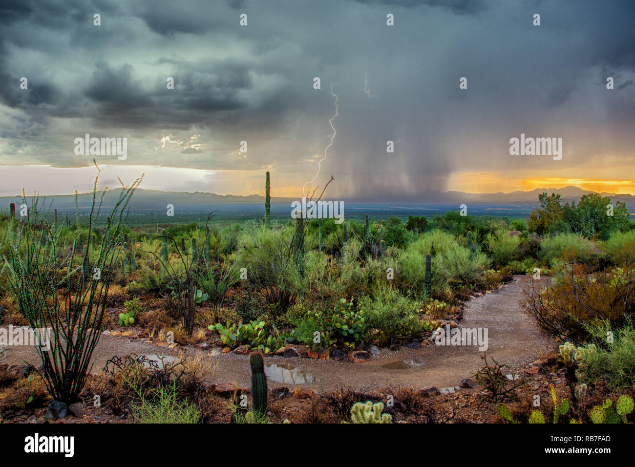 Arizona Wüste Monsun Gewitter mit dramatischen Himmel bei Sonnenuntergang Stockfoto
