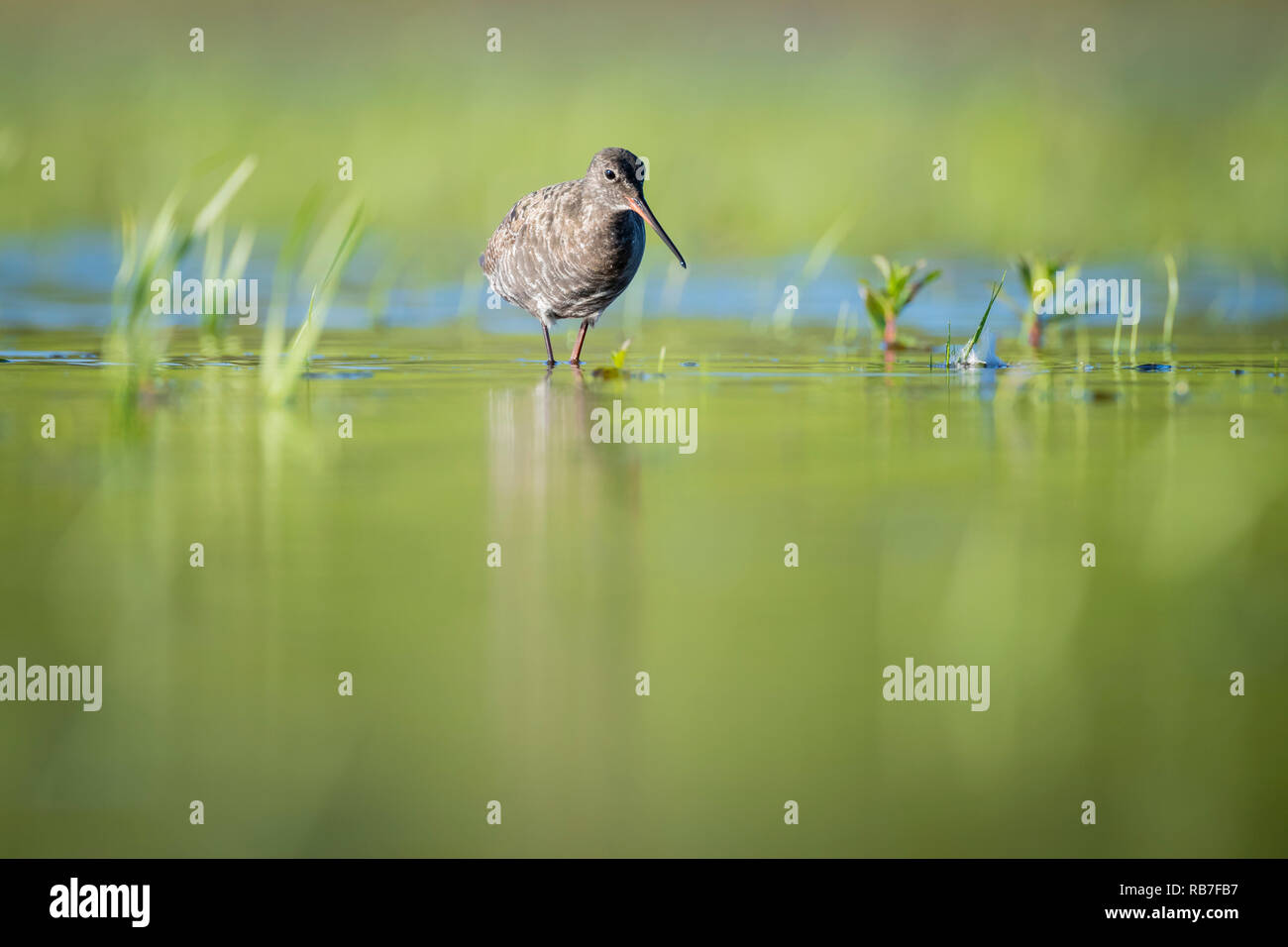 Gefleckte Rotschenkel (Tringa erythropus) Nahrungssuche im flachen Wasser. Lubana Wetland Complex. Lettland. Stockfoto