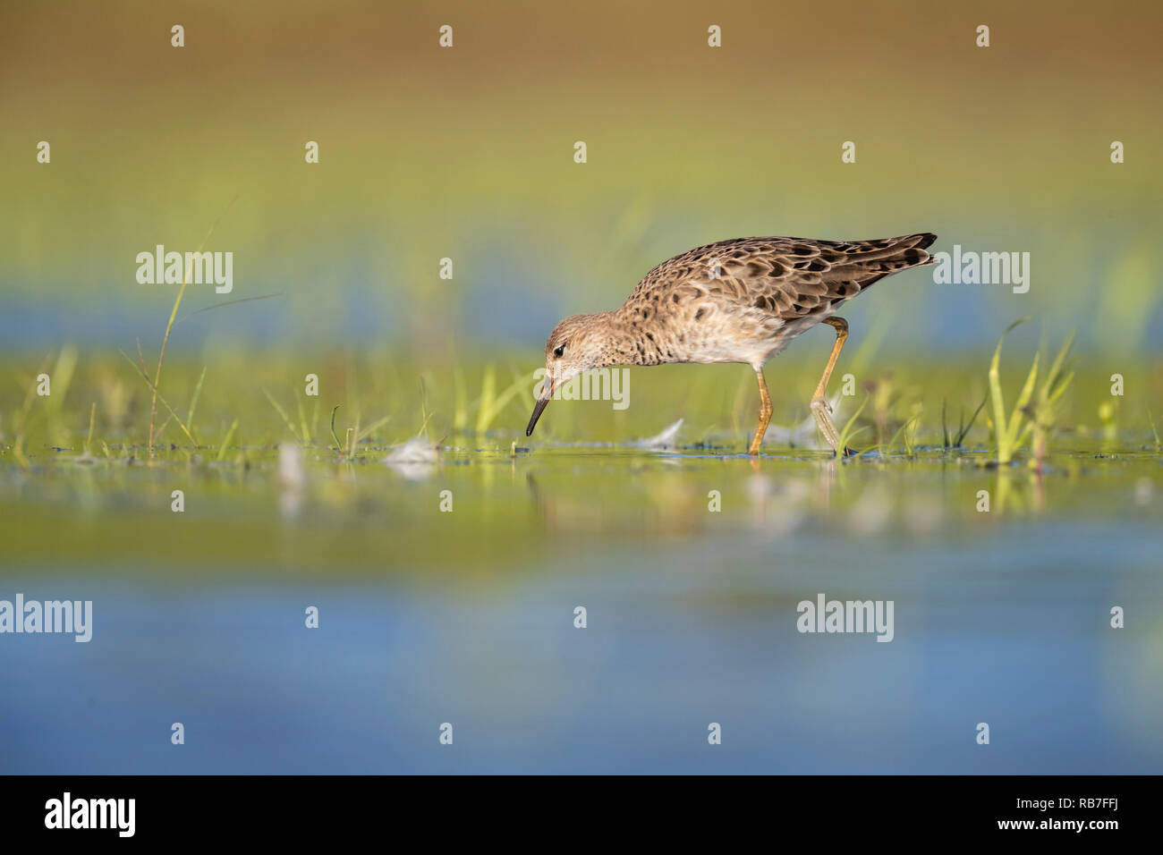 Ruff (calidris Pugnax) Nahrungssuche im flachen Wasser. Lubana Wetland Complex. Lettland. Stockfoto