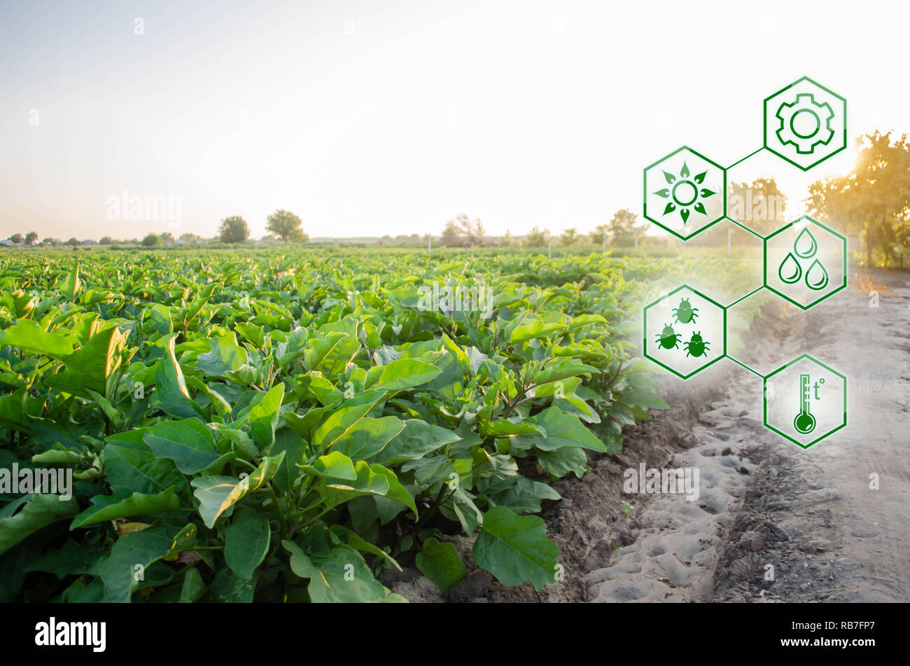 Auberginen in das Feld ein. Wissenschaftliche Arbeiten und die Entwicklung von neuen Methoden und der Auswahl der Sorten. Hohe Technologien und Innovationen in der Agroindustrie. Stockfoto