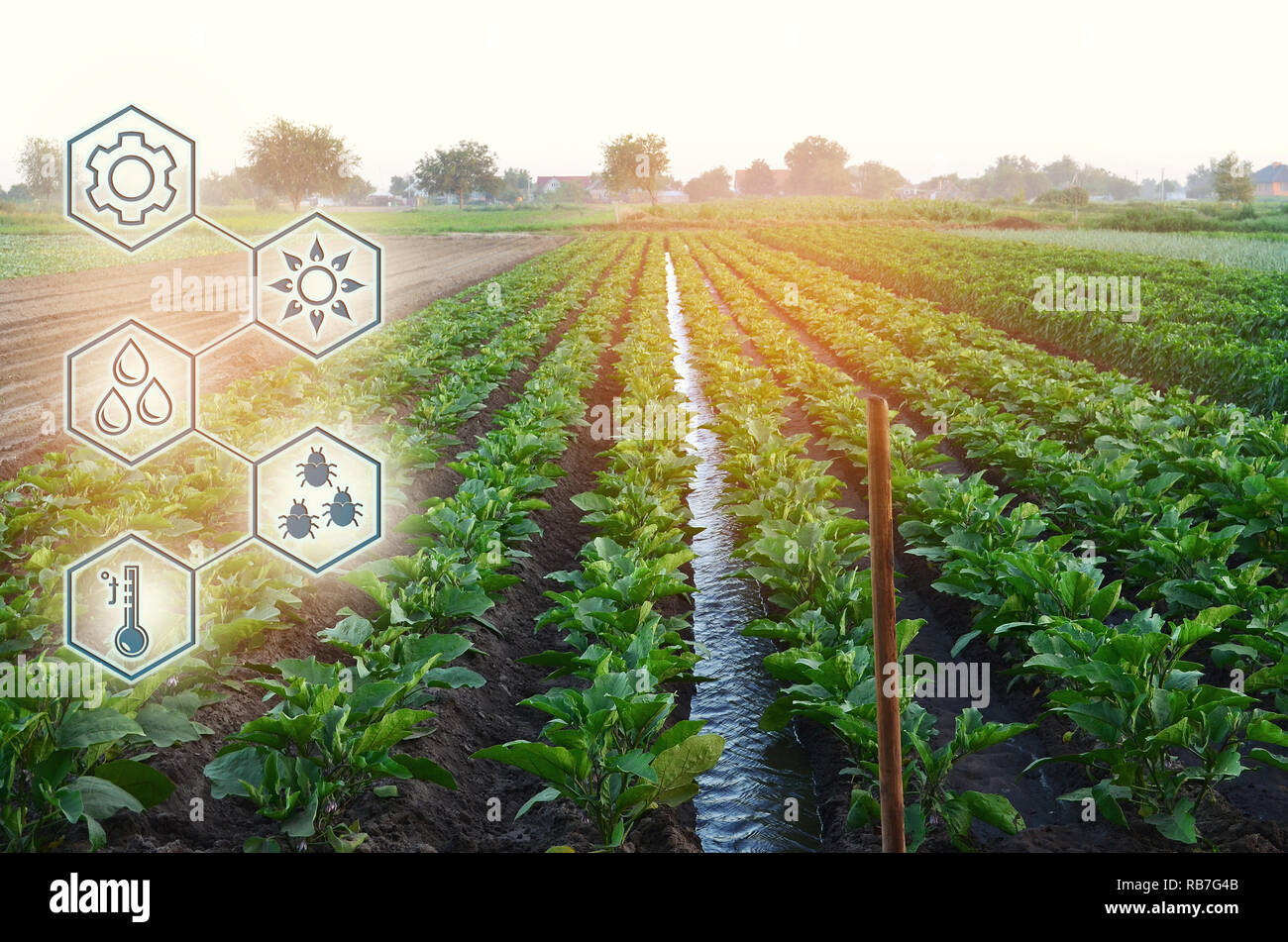Natürliche Bewässerung der Landwirtschaft. Hohe Technologien und Innovationen in der Agroindustrie. Studie Qualität der Boden und Ernte. Wissenschaftliche Arbeit und Entwicklung o Stockfoto