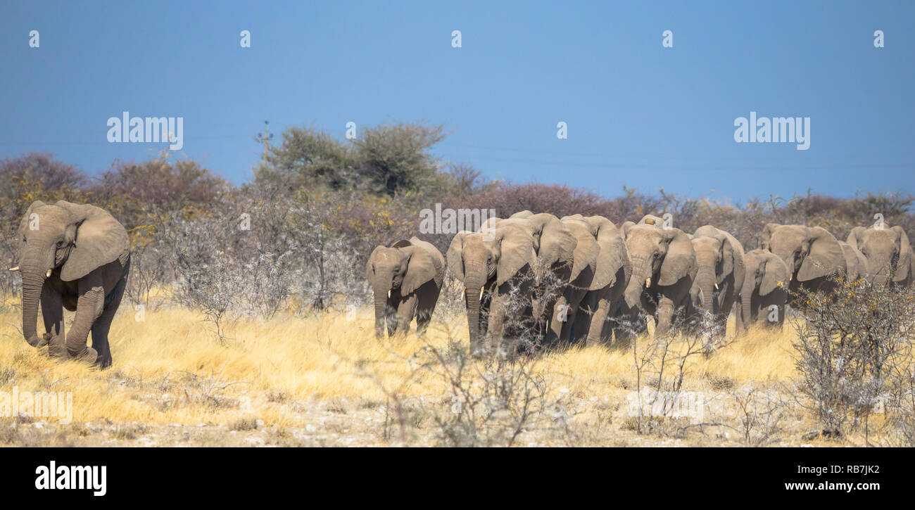 Elefanten Herde oder Familie der Elefanten wandern in einer Zeile in der Savanne Grasland in der Wildnis des Etosha National Park, Namibia, Afrika Stockfoto