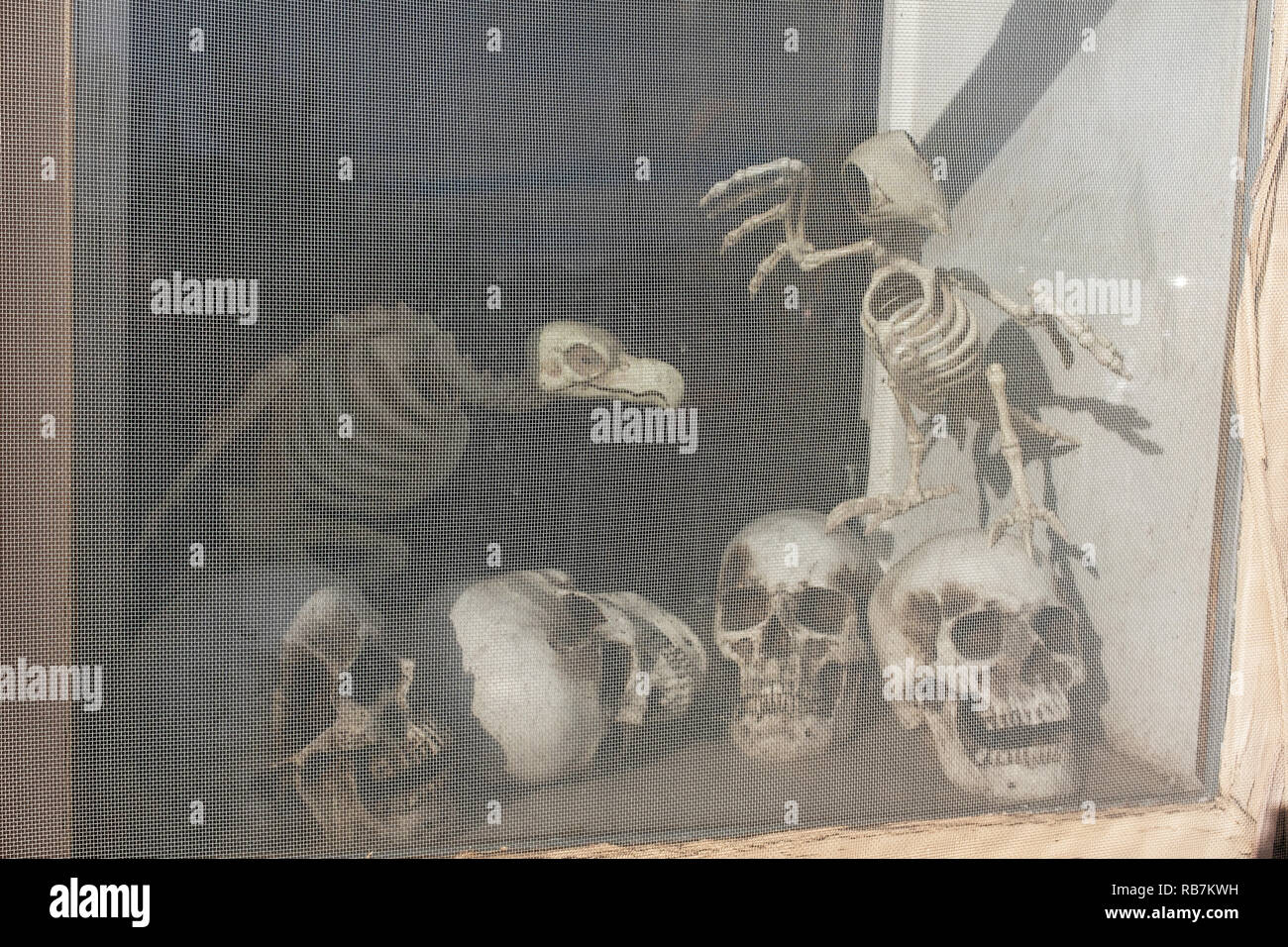 Schädel und Knochen in Fenster in der Altstadt von Albuquerque, New Mexico Stockfoto