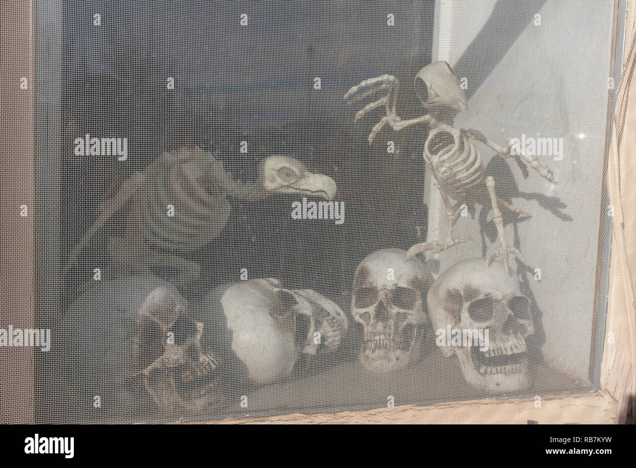Schädel und Knochen in Fenster in der Altstadt von Albuquerque, New Mexico Stockfoto