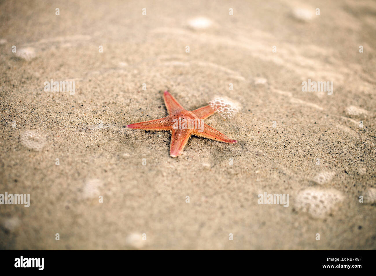 Ein Seestern auf goldenen Sand bei Luksentire Strand, Isle of Harris und Lewis, Schottland, Großbritannien Stockfoto