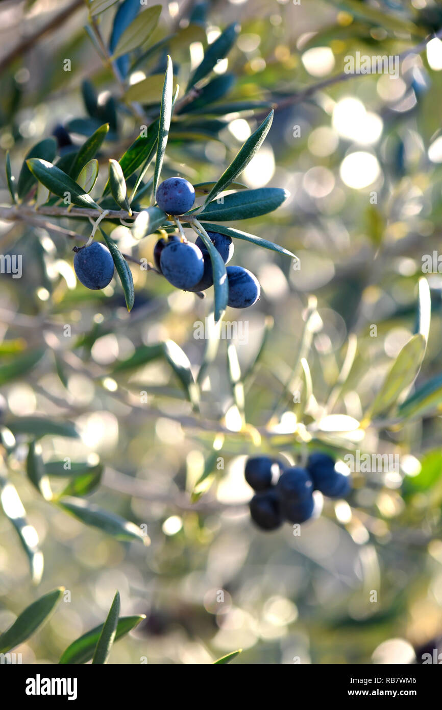 Nahaufnahme einer Gruppe von schwarzen reifen Oliven vom Baum im Süden Spaniens in Andalusien, hängen mit der Sonne im Hintergrund scheint, verschwommenes für die ​Copy Stockfoto