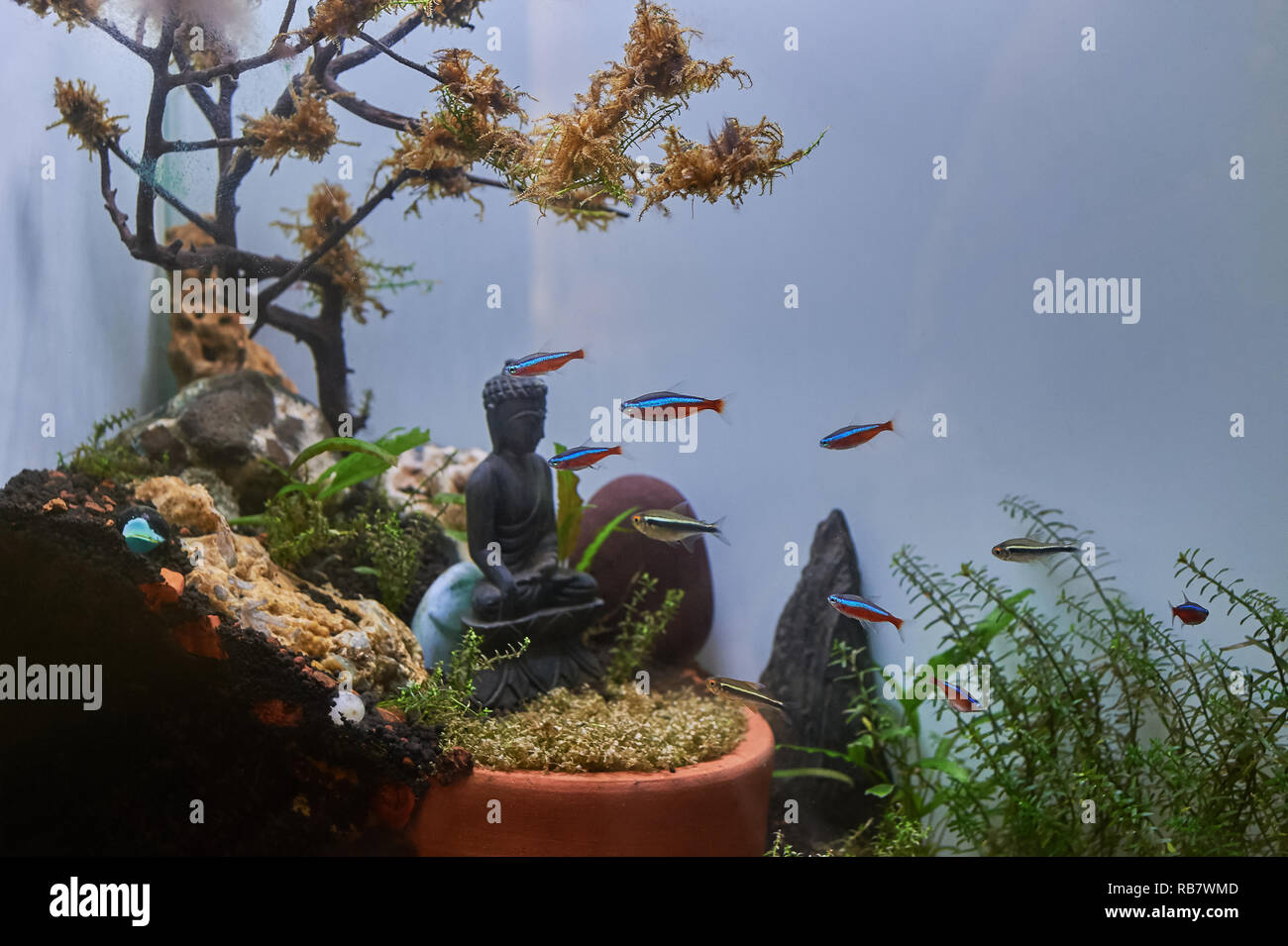 21-Apr-2018 - Tropische bunte Fische schwimmen im Aquarium mit Pflanzen und  Buddha Stein Statue Kandivali Mumbai Maharashtra Indien Asien  Stockfotografie - Alamy