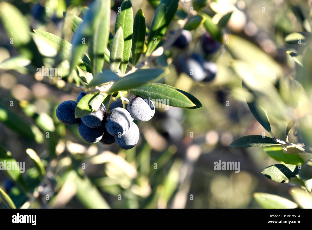 Nahaufnahme einer Gruppe von schwarzen reifen Oliven vom Baum im Süden Spaniens in Andalusien, hängen mit der Sonne im Hintergrund scheint, verschwommenes für die ​Copy Stockfoto