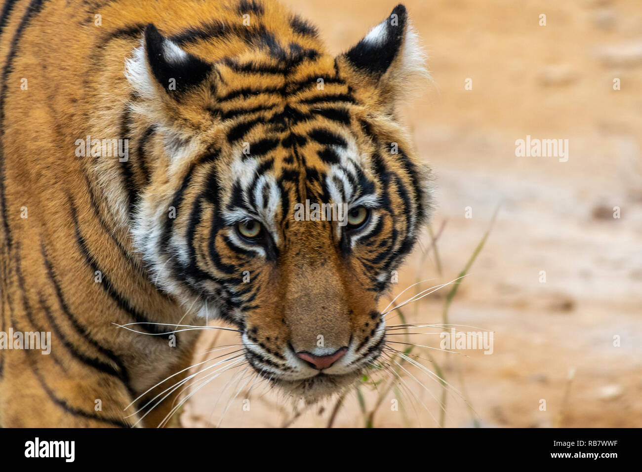 Dieses Bild von Tiger ist in Rajasthan in Indien genommen. Stockfoto