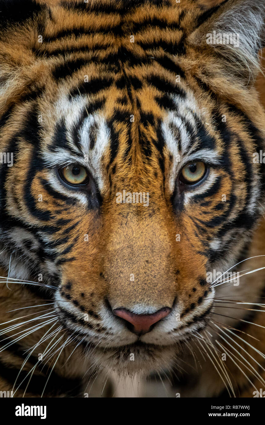 Dieses Bild von Tiger ist in Rajasthan in Indien genommen. Stockfoto