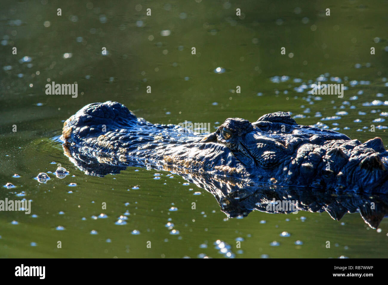 American alligator (Alligator mississippiensis) im Wasser Stockfoto