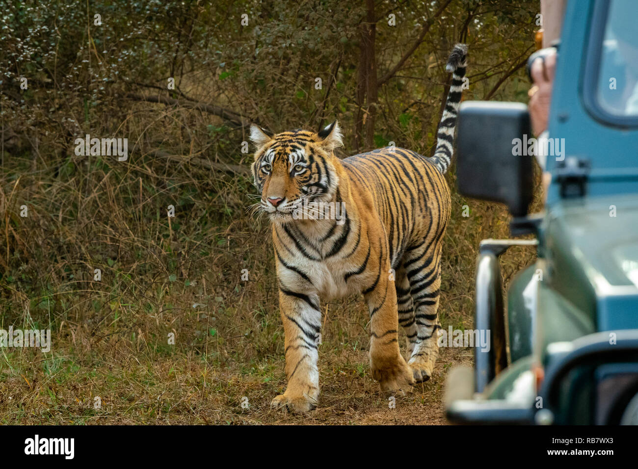 Dieses Bild von Tiger ist in Rajasthan in Indien genommen. Stockfoto