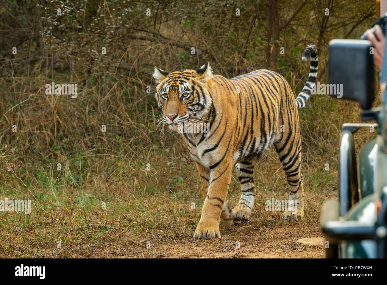 Dieses Bild von Tiger ist in Rajasthan in Indien genommen. Stockfoto
