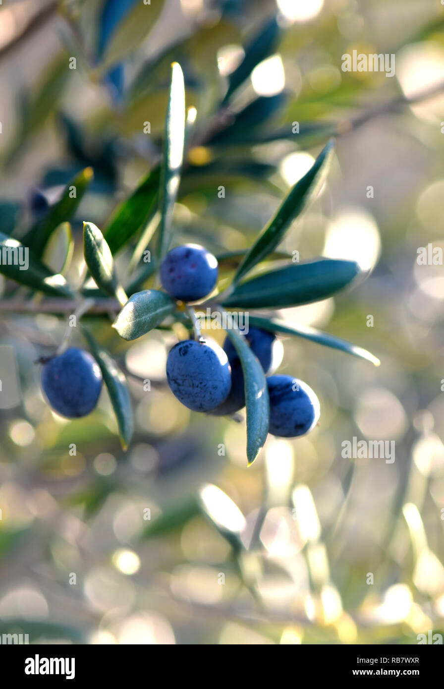 Nahaufnahme einer Gruppe von schwarzen reifen Oliven vom Baum in Spanien in Andalusien hängen mit der Sonne im Rücken Boden scheint, für Copy space verschwommen Stockfoto