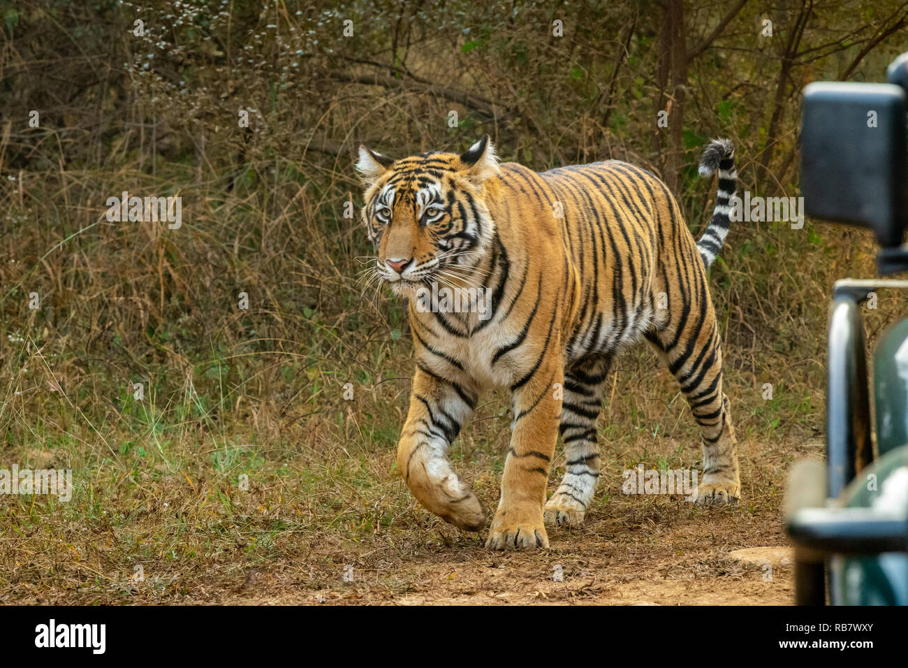 Dieses Bild von Tiger ist in Rajasthan in Indien genommen. Stockfoto