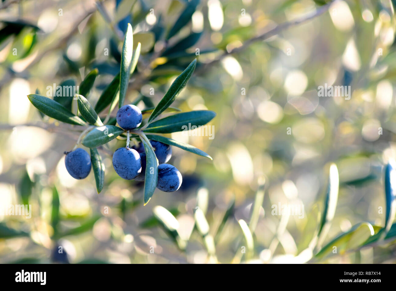 Nahaufnahme einer Gruppe von schwarzen reifen Oliven vom Baum im Süden Spaniens in Andalusien, hängen mit der Sonne im Hintergrund scheint, verschwommenes für copy​ Stockfoto