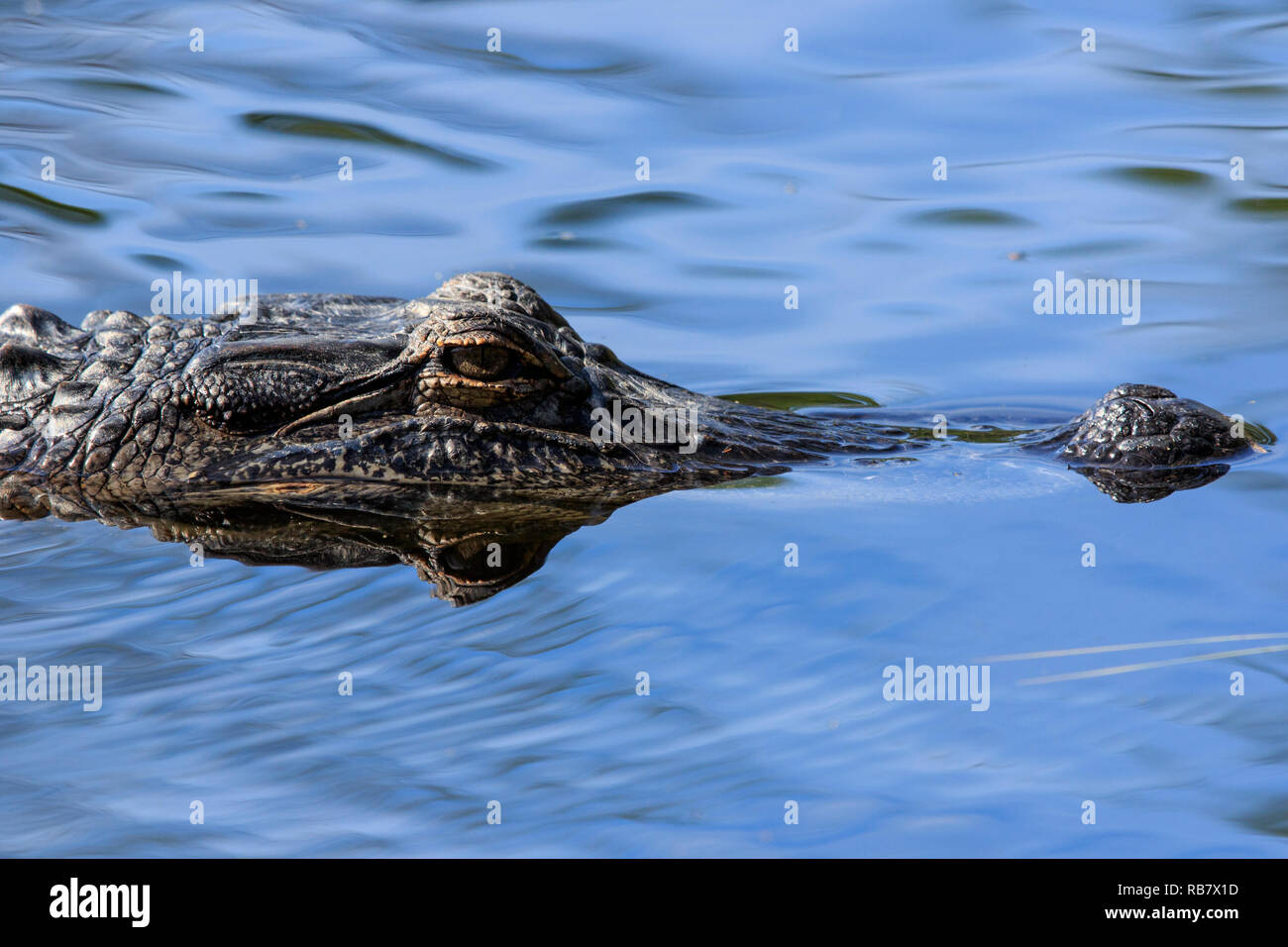 American alligator (Alligator mississippiensis) im Wasser Stockfoto